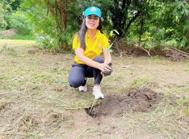 กิจกรรมปลูกต้นไม้เฉลิมพระเกียรติพระบาทสมเด็จพระเจ้าอยู่หัว ... พารามิเตอร์รูปภาพ 15